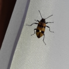 Strongylium maculicolle