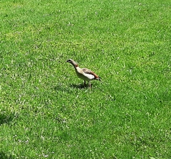 Alopochen aegyptiaca