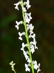 Anarrhinum laxiflorum