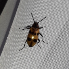 Strongylium maculicolle