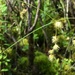 Carex straminea - Photo (c) Tomás Curtis,  זכויות יוצרים חלקיות (CC BY-NC), הועלה על ידי Tomás Curtis