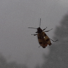 Strongylium maculicolle