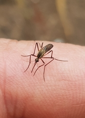 Aedes geniculatus