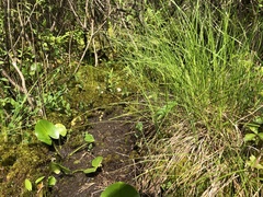 Carex straminea