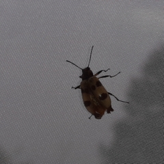 Strongylium maculicolle