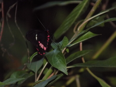 Parides eurimedes