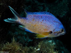 Chromis limbata