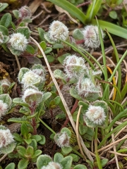 Aceria thomasi