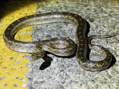 Pantherophis emoryi