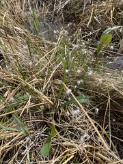 Trichophorum alpinum