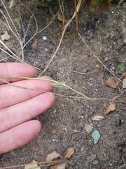 Brassica souliei subsp. amplexicaulis image