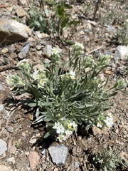 Oreocarya flavoculata