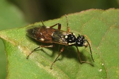 Aglaostigma aucupariae