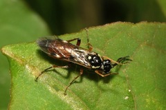 Aglaostigma aucupariae