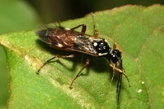 Aglaostigma aucupariae