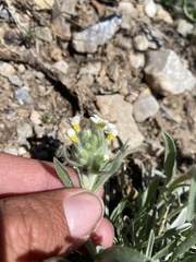 Oreocarya flavoculata