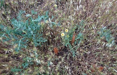 Orobanche amethystea amethystea