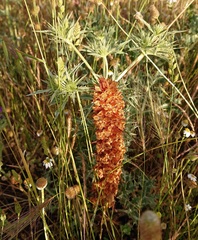 Orobanche amethystea amethystea