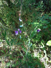 Lathyrus hirsutus