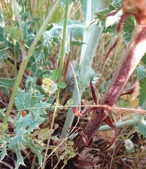 Orobanche amethystea amethystea