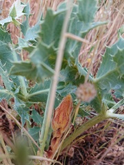 Orobanche amethystea amethystea