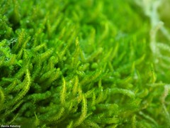Caulerpa webbiana