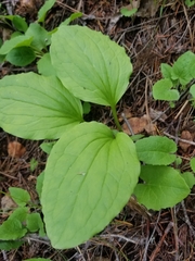 Trillium petiolatum
