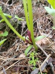 Trillium petiolatum