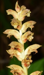 Orobanche clausonis