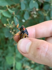 Magicicada septendecula
