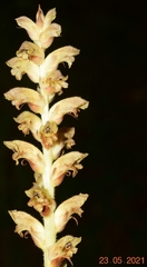 Orobanche clausonis