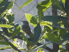 Serpophaga subcristata