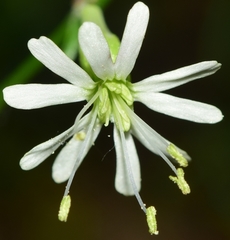 Silene mellifera