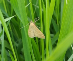 Sitochroa verticalis