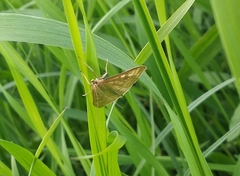 Sitochroa verticalis