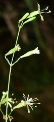 Silene mellifera