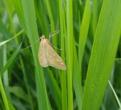 Sitochroa verticalis
