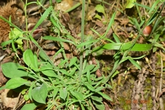 Silene mellifera