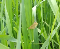 Sitochroa verticalis