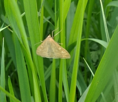 Sitochroa verticalis