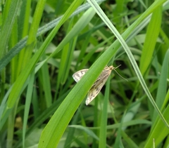 Sitochroa verticalis