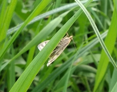 Sitochroa verticalis