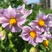Solanum tuberosum - Photo (c) RidelSof, μερικά δικαιώματα διατηρούνται (CC BY-NC), uploaded by RidelSof