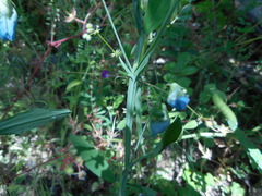 Lathyrus hirsutus
