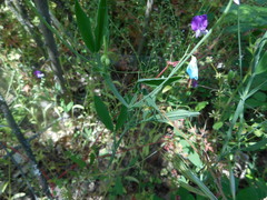 Lathyrus hirsutus