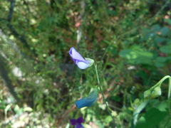 Lathyrus hirsutus