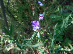 Lathyrus hirsutus