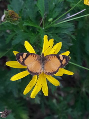Tegosa claudina