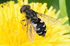 Parhelophilus rex