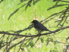 Junco hyemalis image